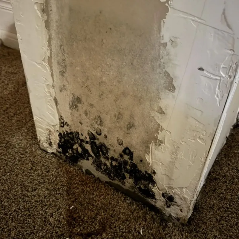 Professional Mold Removal in Saint Helena, CA